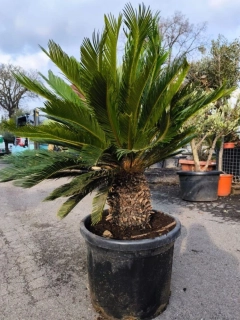 Cycas revoluta, kmen 25 cm