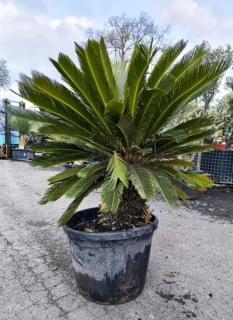 Cycas revoluta, kmen 35 cm