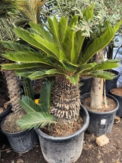Cycas revoluta, kmen 40 cm