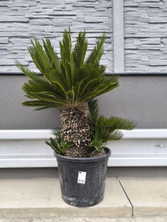 Cycas revoluta, kmen 45 cm