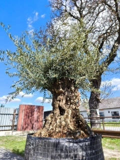 Olivovník evropský, bonsai, obv. 1,7 m, síť