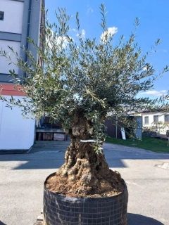 Olivovník evropský, bonsai, obv. 1,55 m, síť