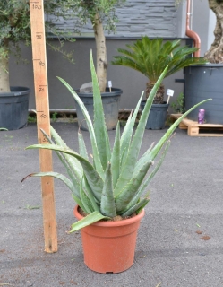 Aloe vera_7l