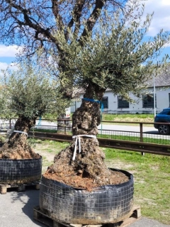 Olivovník evropský, bonsai, obv. 1,2 m, síť