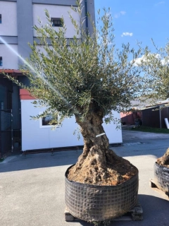 Olivovník evropský, bonsai, obv. 1,45 m, síť