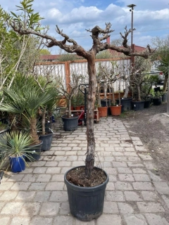 Vinná réva, 1,3m kmen - Moscatel