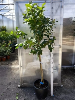 Citrus limon - citron, 170-190 cm
