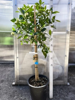 Citrus reticulata - mandarinka, 140-160 cm