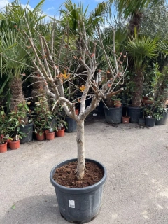 Granátové jablko, 45 L