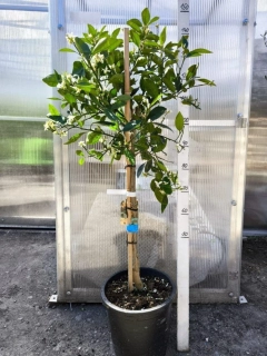 Citrus sinensis - pomerančovník, 130-150 cm