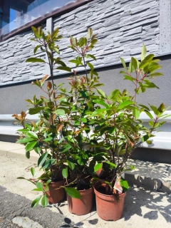 Photinia freseri "Red Robin"