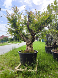 Granátové jablko, obv. 90 cm