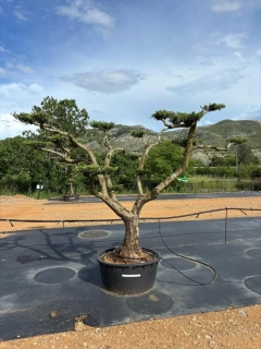 Olivovník evropský, talířový od 13 000 Kč