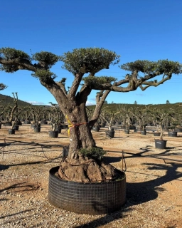 Olivovník evropský, talířový od 30 000 Kč