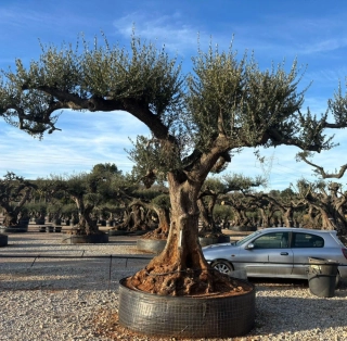 Olivovník evropský, rozdvojený