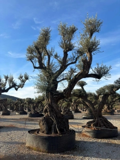 Olivovník evropský, grande