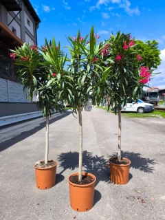 Oleandr, na kmínku, 185-195 cm