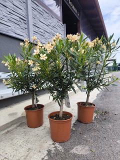 Oleandr, na kmínku, 80-90 cm, meruňkově žlutá