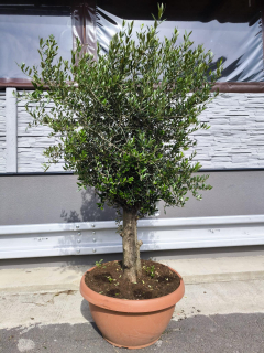 Olivovník, obv. 33-37 cm, výška 200 cm, TERASOVÁ NÁDOBA