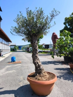 Olivovník, obv. 50-53 cm, výška 200-210 cm, TERASOVÁ NÁDOBA