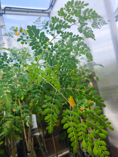 Moringa oleifera, 170-180 cm