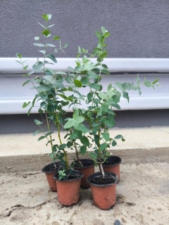 Eucalyptus gunnii, sazenice