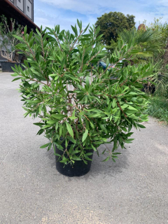 Kalistemon (Štětkovec) 70/80 cm