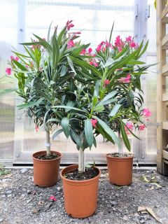 Oleandr, na kmínku, 100-110 cm,tm. růžová