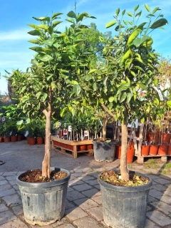 Citrus sinensis - pomeranč, 45L, obv. 14-17 cm