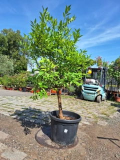 Citrus latifolia, obv. 16 cm, bezsemenný
