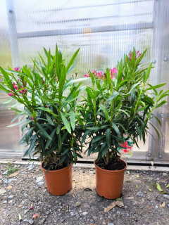 Oleandr, 70-80 cm, tm. růžový