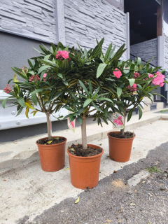 Oleandr, na kmínku, 100-110 cm, PLNOKVĚTÝ