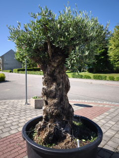 Olivovník evropský, obvod 110-120 cm