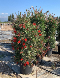 Kalistemon (Štětkovec) - keř 150 cm