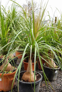 Beaucarnea recurvata, 120/140 cm