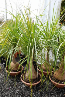 Beaucarnea recurvata, 140/160 cm