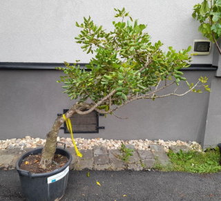 Ceratonia siliqua (Rohovník obecný)