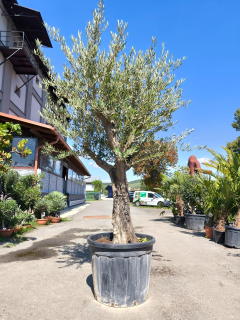Olivovník, obv. 60 cm 