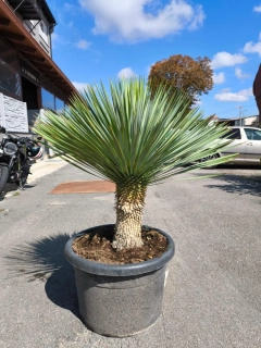 Juka rostrata kmen 34 cm