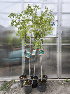 Ziziphus jujuba, 150-170 cm