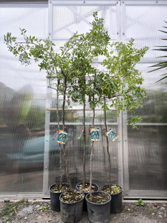 Ziziphus jujuba, 160-190 cm