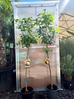 Citrus limon - citron, 130-160 cm