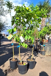 Citrus sinensis - pomeranč, 130-160 cm