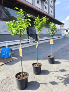Citrus reticulata "Clementine"  - mandarinka