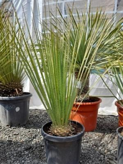 Dasylirion serratifolium (10l)