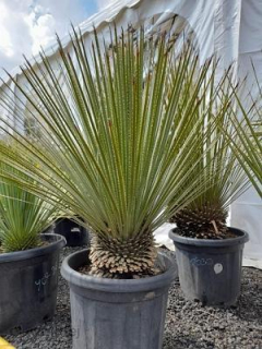 Dasylirion serratifolium (30l)