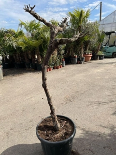 Vinná réva, 1m kmen, obv. 12-15 cm