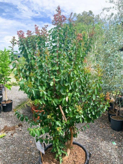 Lagerstroemia indica, vzrostlý keř