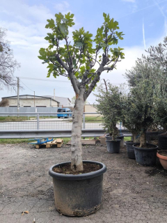 Fíkovník "Napolitana" MRAZUVZDORNÝ, obv. 36 cm