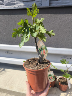 Fíkovník Ice Crystal